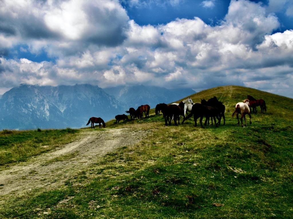 Cabana Haiducului Doftana Tesila Bagian luar foto